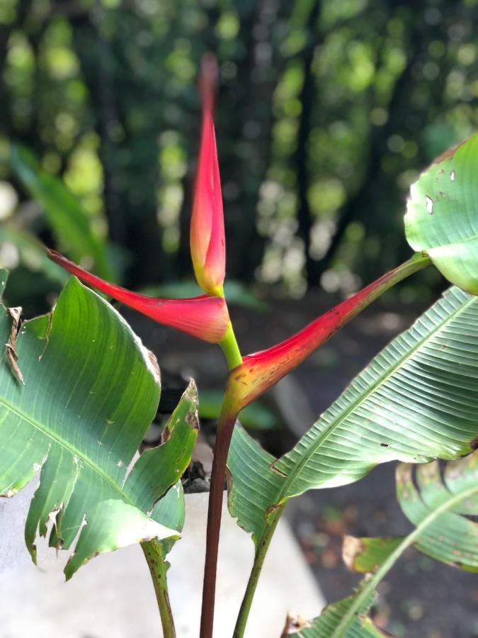 Cantos Del Bosque Monteverde Dış mekan fotoğraf